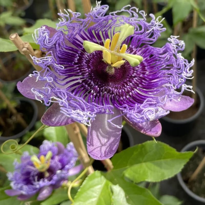 Lavender Passion Flower Live Plant, Passiflora Trellis Vine, 4-8 Inches by UIOTER