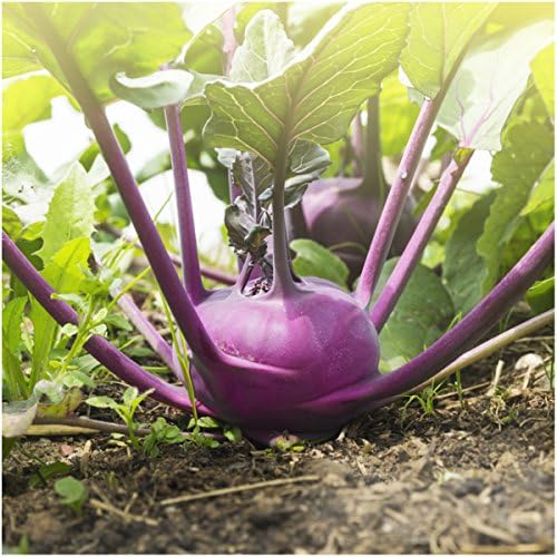 Seed Needs Kohlrabi Seeds Variety Pack of 2 Non-GMO & Heirloom Vegetables - Image 3