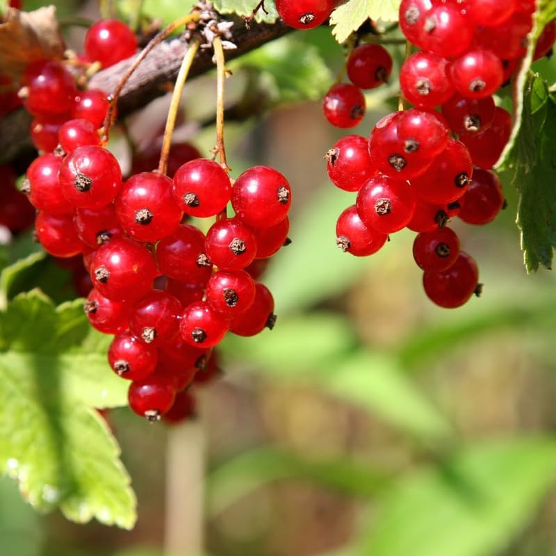 Red Currant Live Plant for Planting, Berry Fruit Bush, 5-9 Inch Tall - Image 4