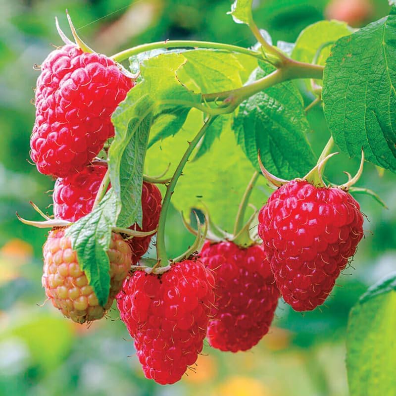 2 Red Raspberry Live Plants, Home Garden Berry Bush, 5-10 Inch Tall - Image 4