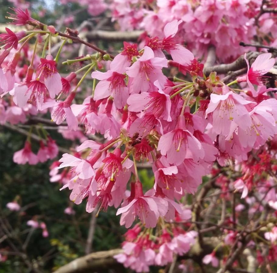 Pack of 2 Okame Flowering Cherry Trees Live Plant Rosy Pink Cherry Blossom Tree, Ornamental Tree, 6-12" Tall in Small Pot - Image 6