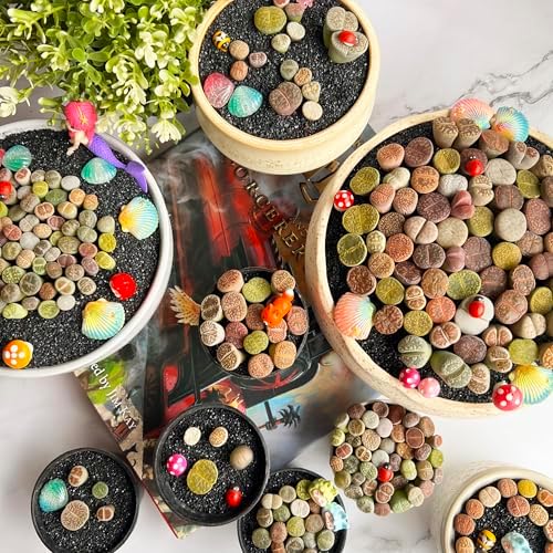 Lithops Random Mix Rare Live Succulent Plants, 30/50/100 Pcs Succulent Live Plant, Bare Root Without Pot Soil, Garden Indoor Office, Friend Plant Lovers Gifts (Large 50pcs) - Image 6