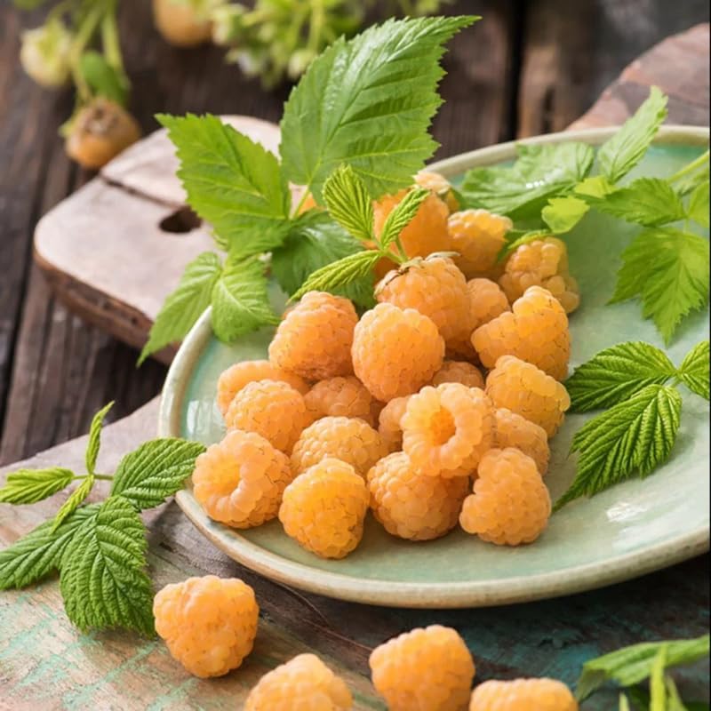 2 Fall Gold Raspberry Plants Live, Berry Bush, 4-8" Tall - Image 4