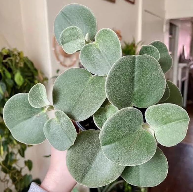 Variety of Peperomia Live Plant for Houseplant Tropical Shurb 4" Pot (Felted Peperomia Plant) - Image 4