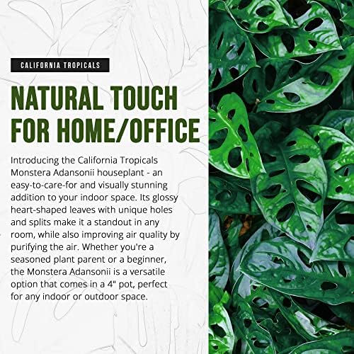 Monstera Adansonii Real Live Indoor Houseplants - Big Low Light Tropical Plant for Air Purifying Decorations - 4" Pots Easy Planting in Homes, Offices, and Outdoor Gardens - Image 2