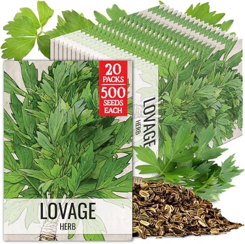 Seed Needs Lovage Seeds to Plant an Herb Garden - 20 Packs by SeedNeeds