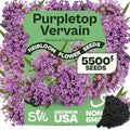 SVI 5500 Purpletop Vervain Seeds (Verbena Bonariensis) - Tall Verbena, Purple Blooms, Pollinator Magnet, Perrenial Seed in Seed Packets - Flower Seeds for Home Garden, Borders, Outdoor Flower Beds by SVI