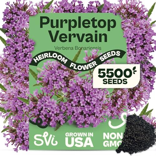 SVI 5500 Purpletop Vervain Seeds (Verbena Bonariensis) - Tall Verbena, Purple Blooms, Pollinator Magnet, Perrenial Seed in Seed Packets - Flower Seeds for Home Garden, Borders, Outdoor Flower Beds by SVI