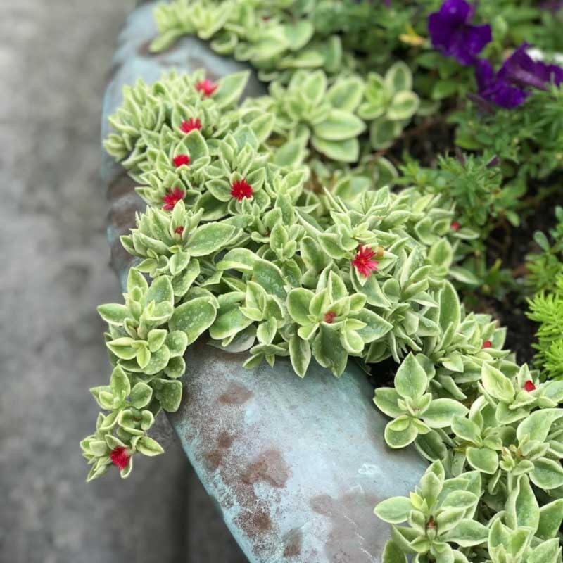 Variegated Delosperma Ice Plant, Succulent Live Plant, 5-7 Inch Tall - Image 3
