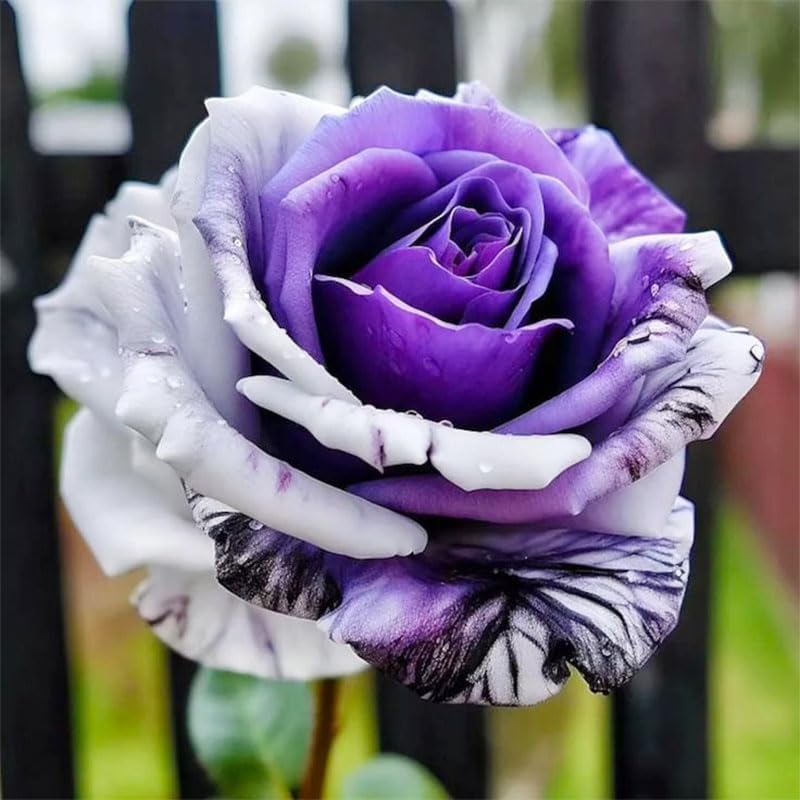 285+ Mix Rose Seeds for Outdoor Planting - Perennial Flower, High Germination Rate, Fragrant Garden Roses, Heirloom Variety - Image 7