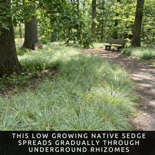 3 Pennsylvania Sedge Live Plant Plugs – Carex pensylvanica Native Shade Grass Starter Plants – Low Maintenance Ground Cover for Woodland Gardens & Landscaping (3 Plants) - Image 3