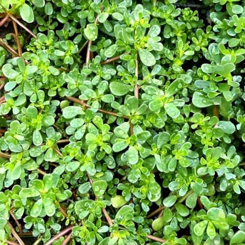 Purslane Seeds, 3000pcs, Heat Tolerant Edible Herb, Low Maintenance, Ideal for Raised Beds, Containers and Urban Gardening - Image 2