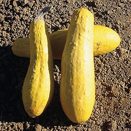 25 Yellow Early Prolific Straightneck Summer Squash Seeds for Planting. Non GMO and Heirloom. 2.5 Grams of Seeds. Garden Vegetable Survival - Image 2