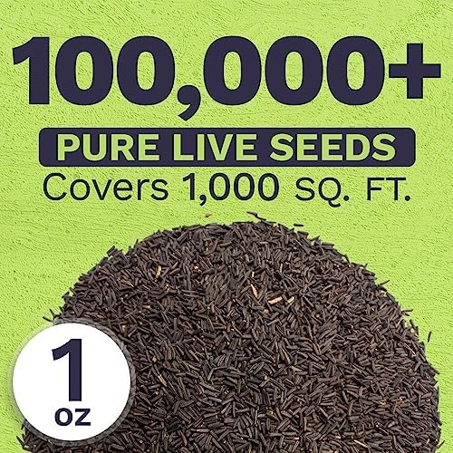 Black Eyed Susan Seeds – Extra Large Packet – Over 100,000 Open Pollinated Non-GMO Wildflower Seeds – Rudbeckia hirta - Image 3