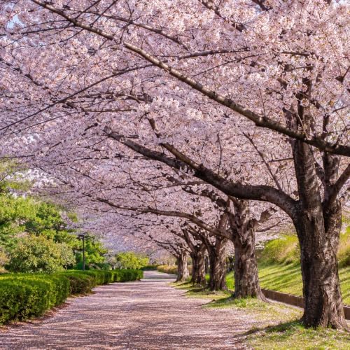 Set 2 Cherry Blossom Trees for Planting, Hardy Ornamental Flowering Cherry Tree in Home Garden, 5-10 Inch Tall, 2.5 Inch Pot, Dormant in Winter - Image 6