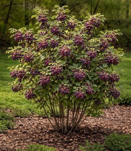 Serviceberry Bush Plants for Growing - Juneberry Bushes - Hardy Edible Berry Shrubs for Backyard Gardens, Pollinator-Friendly, White Flowers (5 Plants) by CZGrain