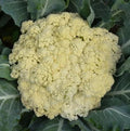300 Seeds Floret TJS-65 Chinese Cauliflower F1 Seeds; Song Hua CAI; by HannahGarden
