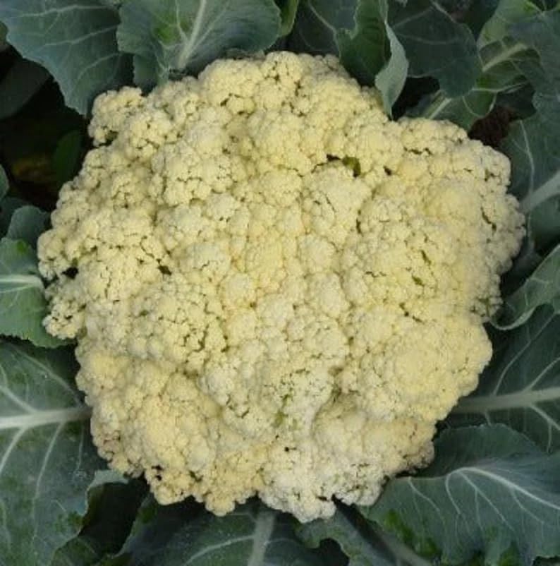 300 Seeds Floret TJS-65 Chinese Cauliflower F1 Seeds; Song Hua CAI; by HannahGarden