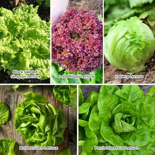 Heirloom Lettuce Seeds - 5 Varieties Lettuce Seeds for Planting - Black Seeded Simpson, Iceberg, Buttercrunch, Parris Island Cos & Lolla Rossa Lettuce - Home Garden & Hydroponic Seeds - Image 5