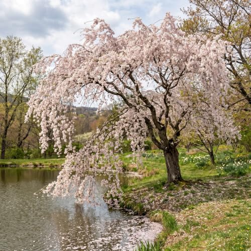 Pack of 2 Weeping Cherry Trees Live Plant Cherry Blossom Tree, Ornamental Tree White Blooms, 6-12" Tall in Small Pot by Unknown