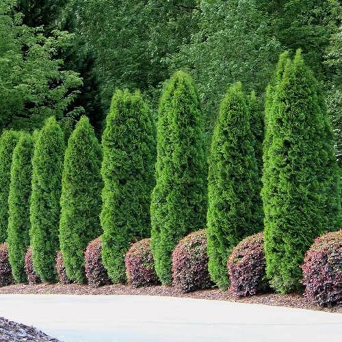 Brighter Blooms - Emerald Green Arborvitae, 4-5 ft. - Image 3
