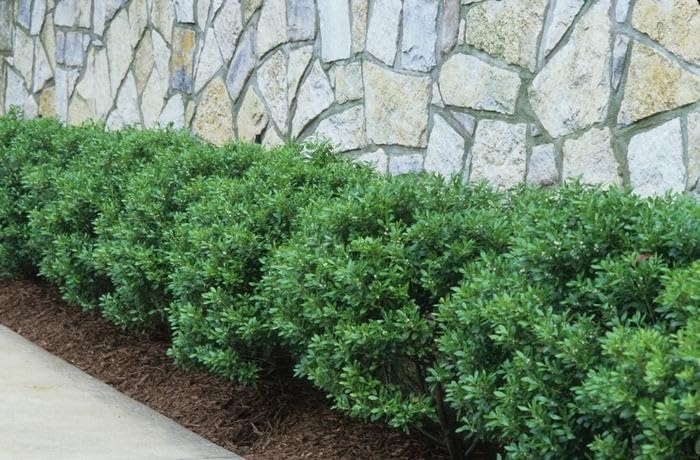 Soft Touch Holly (2.5 Gallon) Finely Textured Compact Evergreen Shrub - Full Sun Live Outdoor Plant - Ilex crenata - Image 5
