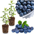 2 Highbush Blueberry Live Plants, Patio Fruit Bush, 4-7 Inch Tall by GardenNurserySince1996