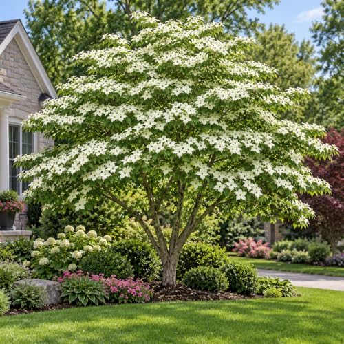 Kousa Japanese Dogwood Tree - Cornus Kousa in Quart Pot - 6-12" Tall, Live Tree for Pollinator Gardens and Patios - Image 6