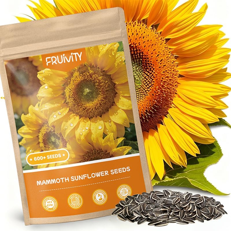600+ Giant Mammoth Heirloom Sunflower Seeds to Plant, High Germination, Easy to Grow, for Home Garden - Image 2