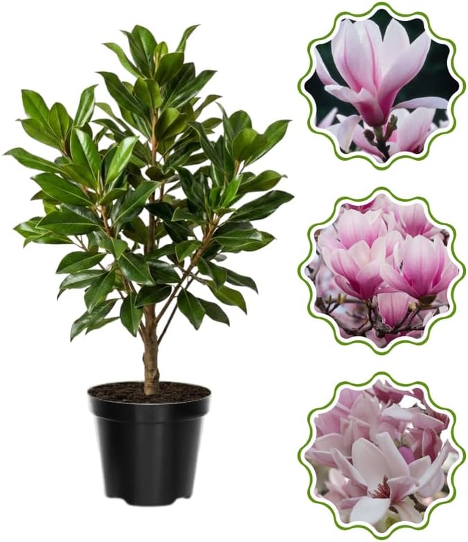 Saucer Magnolia Flower Tree, Hardy Ornamental Flowering Plant, Gallon Pot by GardenNurserySince1996
