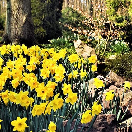 50 Yellow Daffodil Bulbs for Planting - Dutch Master Value Bag - Plant in Gardens, Borders & Flowerbeds - Bulb Size 10/12 cm - Easy to Grow Fall Flowers Bulbs by Willard & May - Image 4