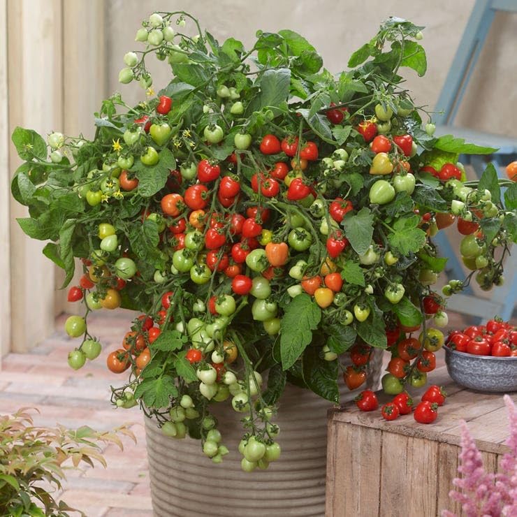 Park Seed Heartbreakers Vallery Red Hybrid Tomato Seeds - Pack of 10 Seeds, Sweet and Sour Heart-Shaped Fruits, Non-GMO, Perfect for Snacking, Determinate, 70 to 84 Days to Maturity - Image 2