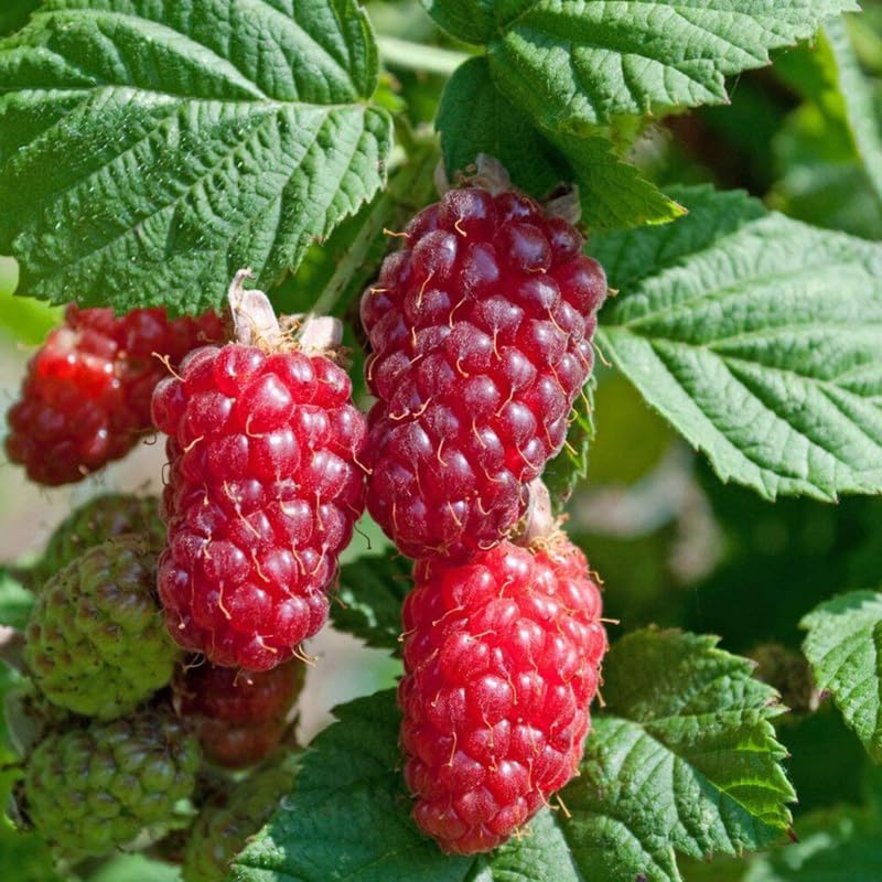 Thornless Loganberry Bush Live Plant, Berry Fruit Tree, 5-9 Inch Tall - Image 3