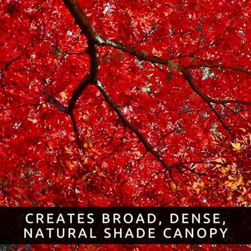 50+ Red Maple Seeds for Planting Outdoors - Heirloom Maple Tree Seeds (Acer rubrum) - Image 6