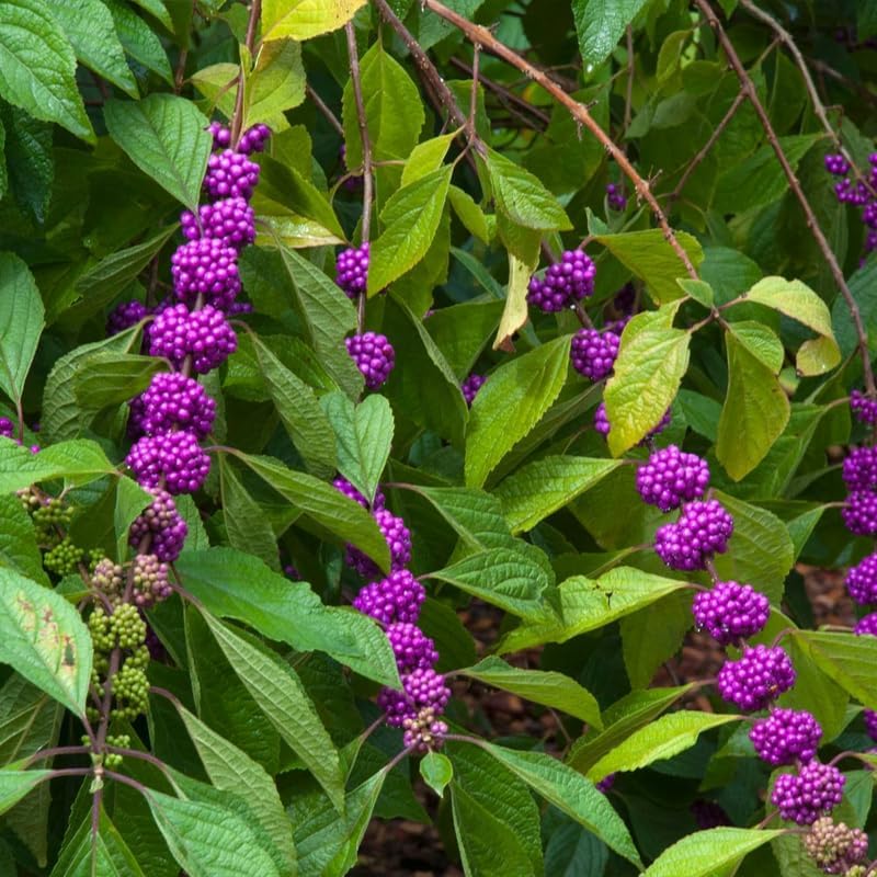 2 American Beautyberry Bush Live Plants, Berry Plant, 5-9 Inch Tall - Image 7