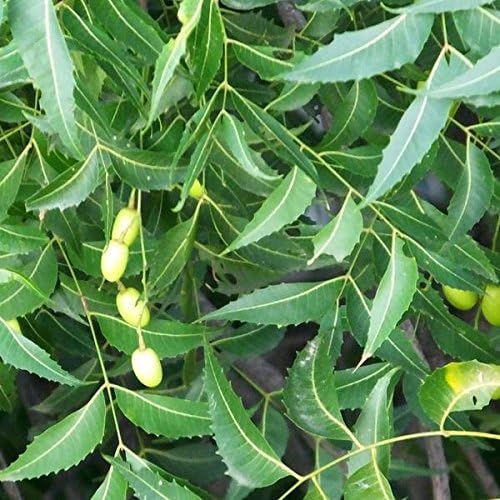 Neem Tree Seeds (Azadirachta Indica) Packet of 3 Seeds by PalmBeachMedicinalHerbs