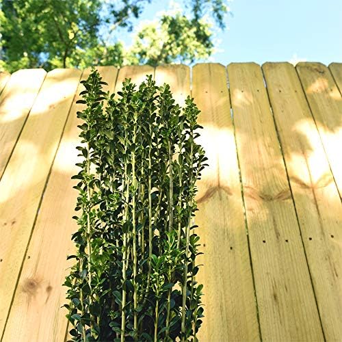 Perfect Plants Sky Pencil Holly Live Plant, 2-3', Includes Care Guide - Image 5