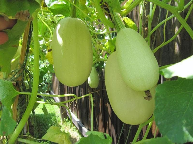 Seeds Zucchini Spaghetti - Heirloom Vegetable - GMO Free - Image 3