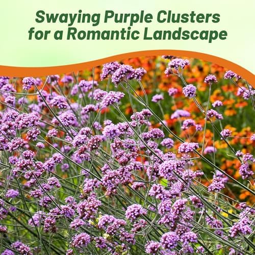 Outsidepride Purpletop Verbena Seeds for Planting - 5000 Pcs. Annual, Drought Tolerant & Easy to Grow, Ground Cover with Fragrant & Vibrant Blooms for Containers, Borders & Pollinator Gardens - Image 4