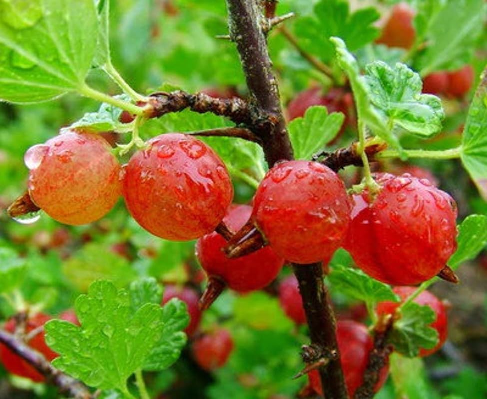 Gooseberry Bush Live Plant, Edible Berry Fruit Shrub, 5-9 Inch Tall - Image 2