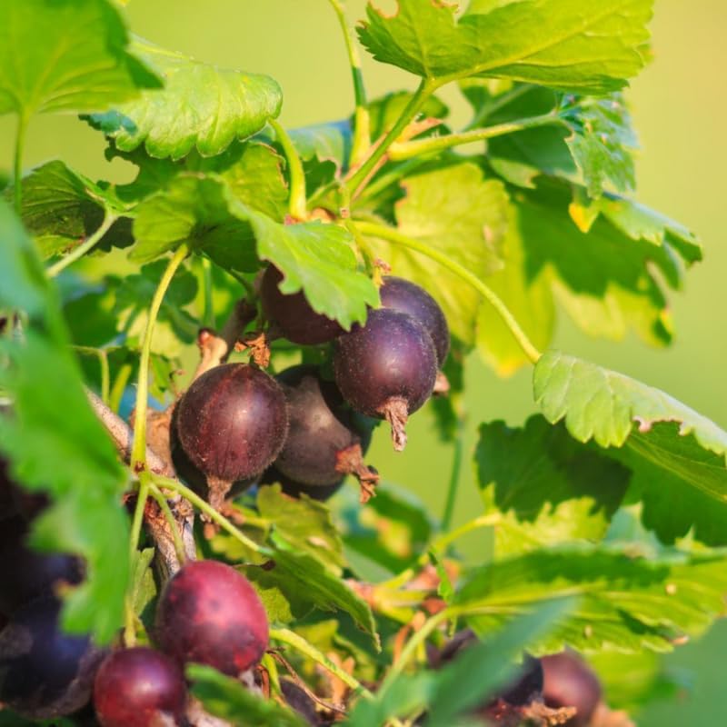 Sweet Gooseberry Plant Live, Edible Gooseberry 5-9 Inches Tall - Image 5