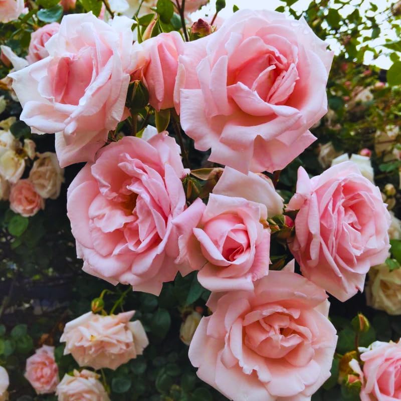 Pink New Dawn Rose Live Plant, Ornamental Rose Plant, 5-7 Inch Tall by PlantsSeedsBulbs