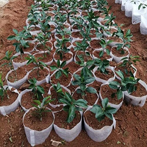 Belit Large Non-Woven Plant Nursery Bags, 25 Pcs Grow Bags Seedling Pots Container for Tree,Vegetable, Flower, Plant Grow (13.2"x15") - Image 2