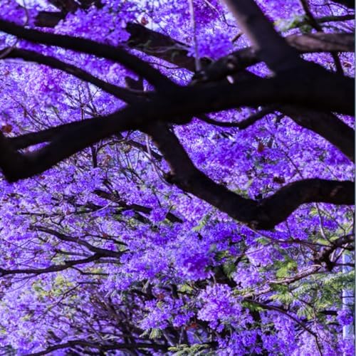 Blue Jacaranda Tree Live Plant, Flowering Tree, 5-7 Inch Tall - Image 2
