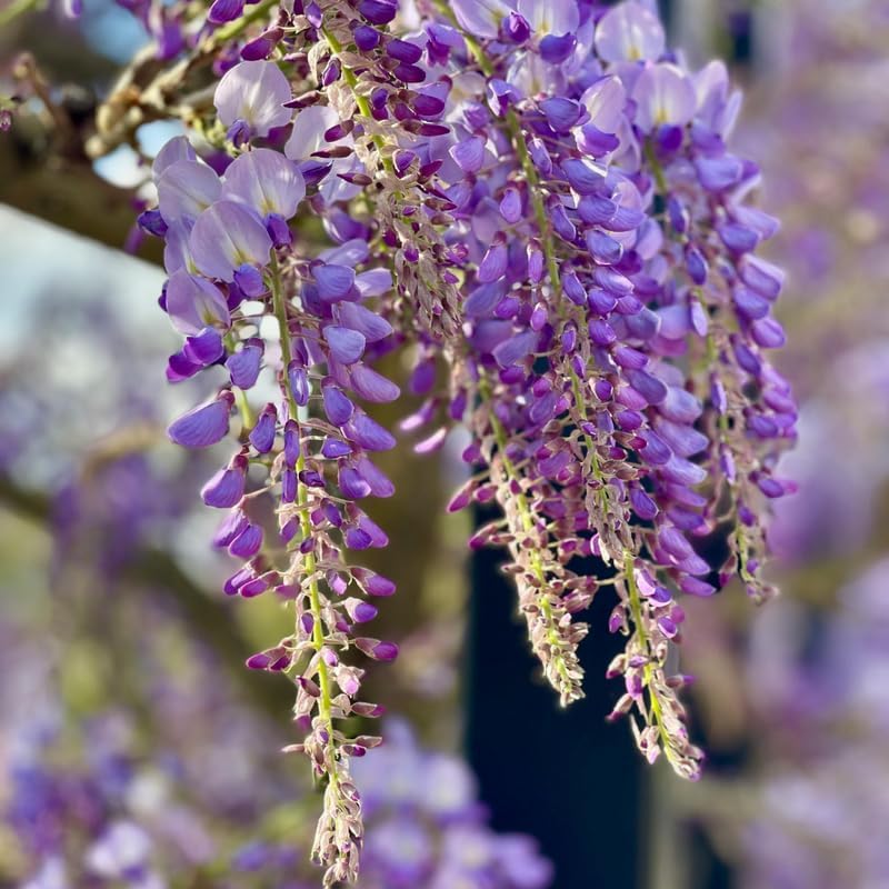 Purple Wisteria Tree Live Plant, 6-12" Tall Wisteria Live Plant, Hardy Perennials, Fast Growing Flowering Vine for Garden and Trellises - Image 5