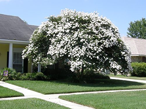 Two Acoma Crape Myrtle Trees - 2 Live Plants Shipped 1 ft Tall by DAS Farms - Image 3