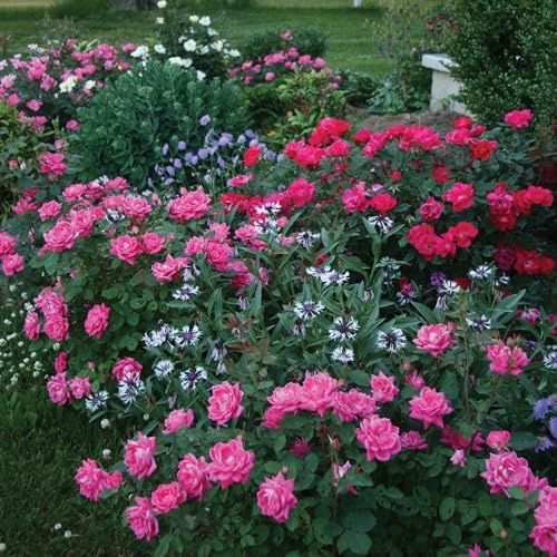 Knock Out 2 Gal. Rose Pink Shrub - Image 4