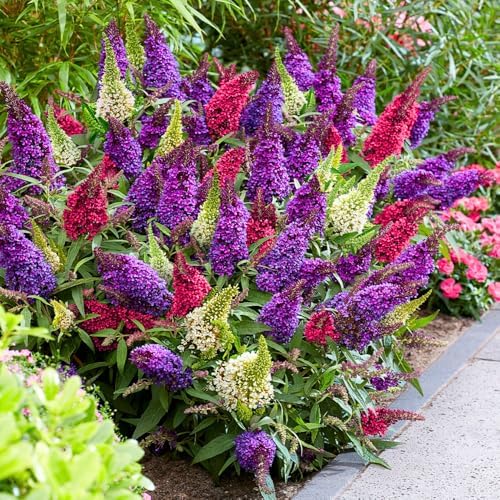 2 Mixed Butterfly Bushes Plants, Perennial Flower Shrub, 4-7'' Tall by UIOTER