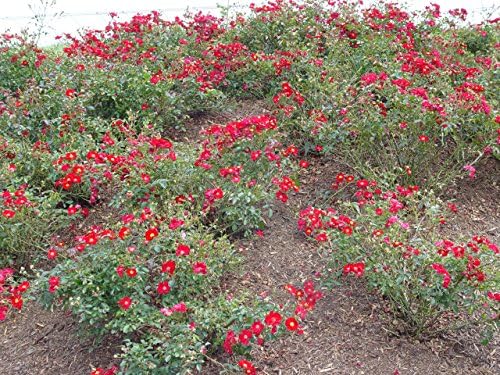 Live Plant from Green Promise Farms Flower Carpet Roses ROSA `FLOWER CARPET RED` Red Flower Shrub #2 Size Container Red - Image 3