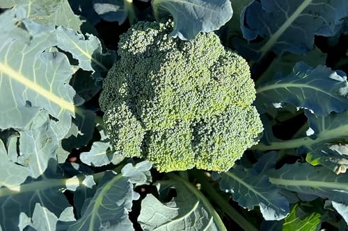 Marathon F1 Broccoli Seeds for Planting: 75 Count - Image 4